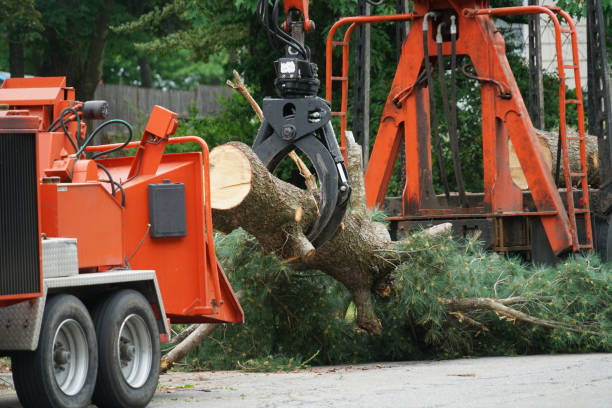 Best Tree Preservation Services  in Napa, CA