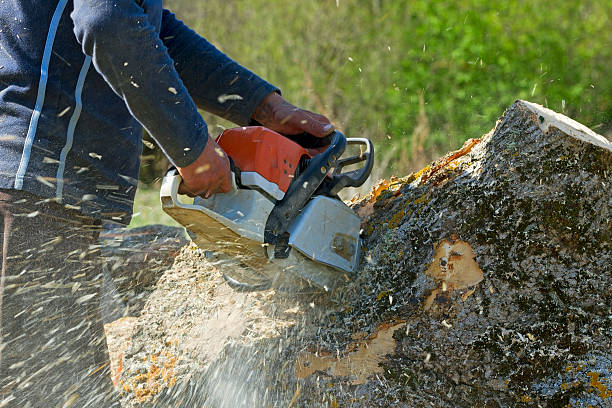 Leaf Removal in Napa, CA